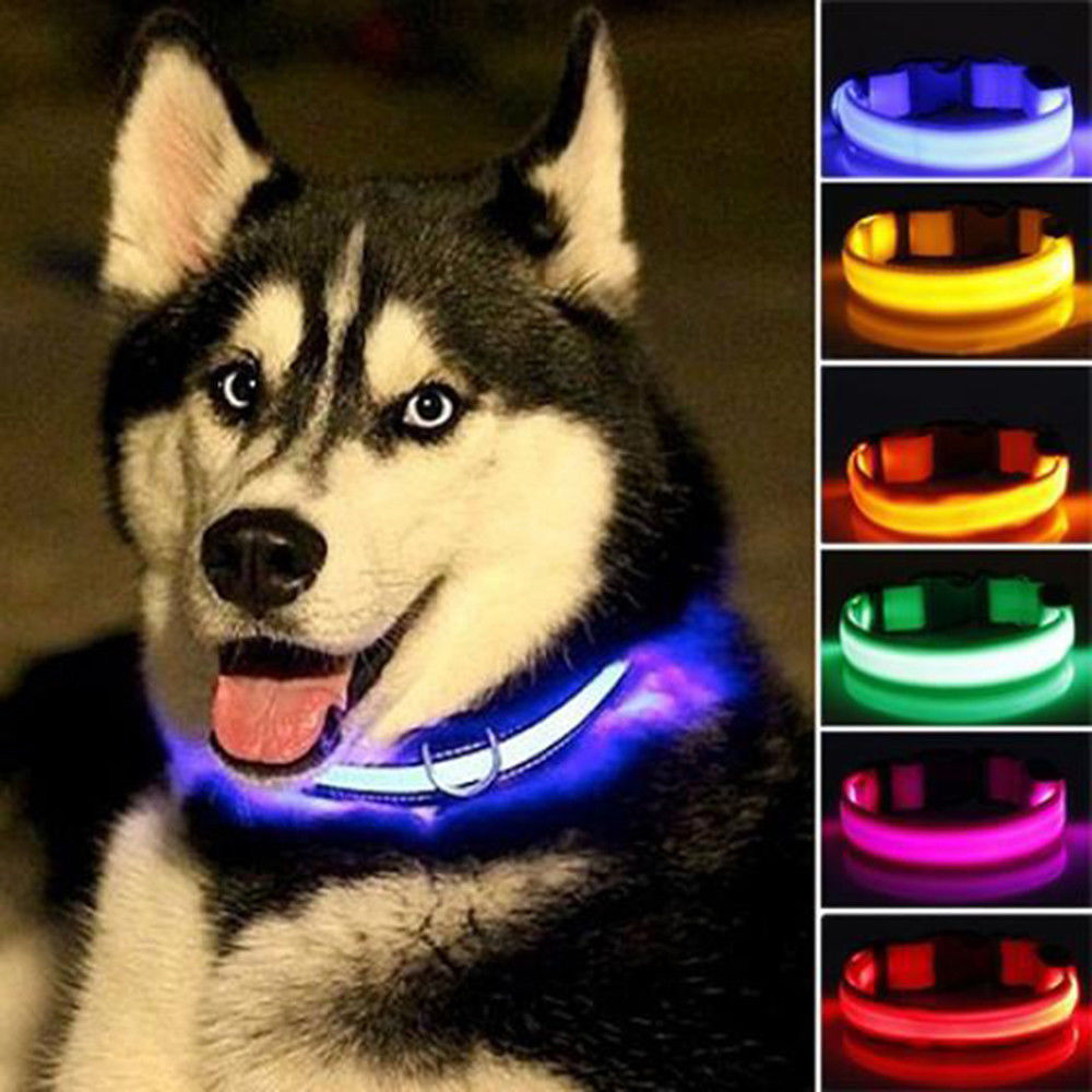 Collier Lumineux Led Chien